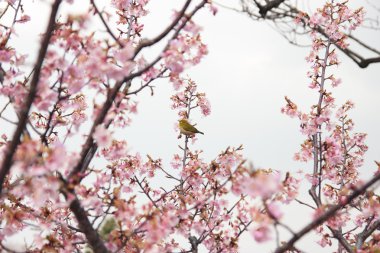 Zosterops on cherry blossom clipart