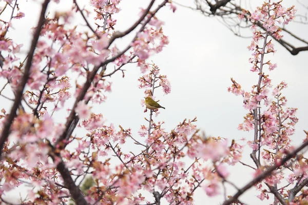 Zosterops em flor de cereja — Fotografia de Stock