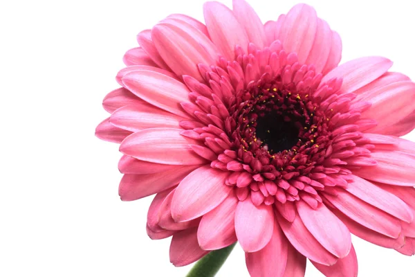 Gerbera květ — Stock fotografie