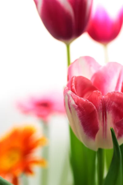 Цветение тюльпана — стоковое фото