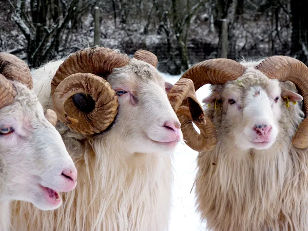 Aries in winter — Stock Photo, Image