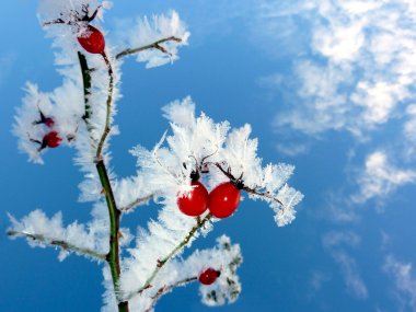 Rose-hip in winter clipart