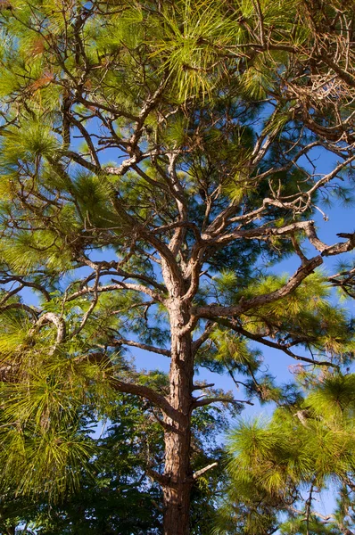 stock image Old pine tree