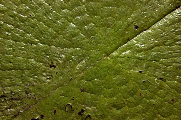 Närbild Stora Gröna Lily Pad Fyller Hela Bilden — Stockfoto