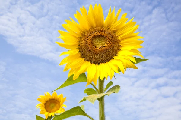 Beautiful yellow Sunflower with bee and cloud background — Stock Photo, Image