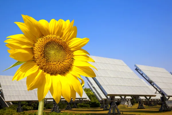 美丽的向日葵和太阳能电池板和电厂. — 图库照片