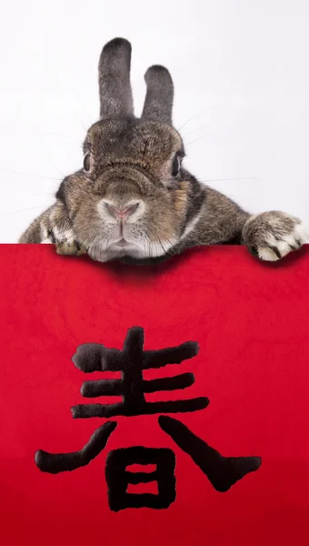 Rabbit celebrating 2011 chinese new year with chinese couplets — Stock Photo, Image