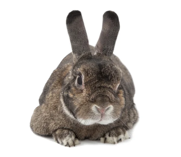 Rabbit Bunny Isolated White — Stock Photo, Image