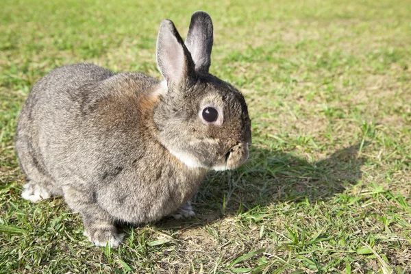 Conejo en la hierba verde — Foto de Stock