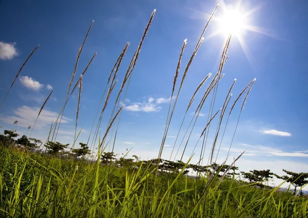 Miskant z promieni słonecznych i niebieski niebo — Zdjęcie stockowe