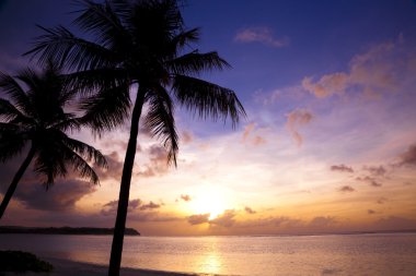 Beautiful sunset on the tropic beach and coconut palms clipart