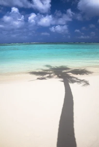 Tropikalnej plaży i cień drzewo kokosowe — Zdjęcie stockowe