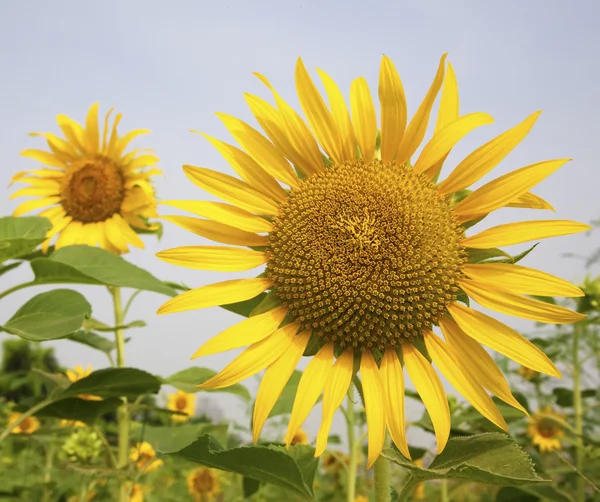 Krásná slunečnice v zahradě — Stock fotografie
