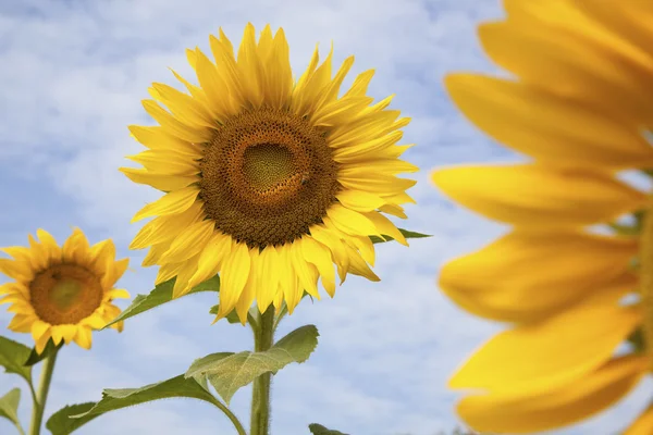 Flor de sol amarelo bonito de alta definição com abelha — Fotografia de Stock