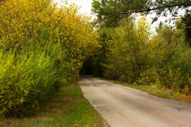 Ormanın içinden yol