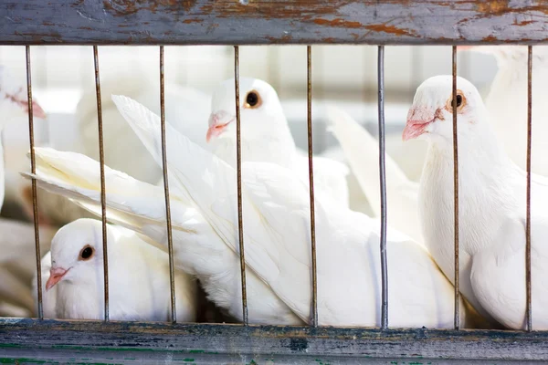 Pombas brancas em uma jaula — Fotografia de Stock