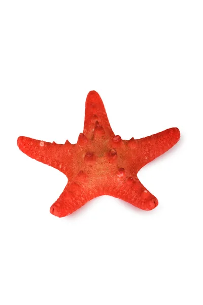 Červené hvězdice — Stock fotografie