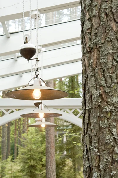 Uma parte de pinheiro e lâmpada — Fotografia de Stock