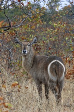 Waterbuck clipart