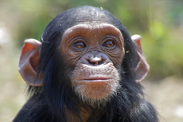 年轻的黑猩猩 图库图片