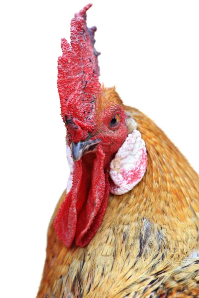 Rooster Kini Baş Beyaz Bir Arka Plan Üzerinde Izole — Stok fotoğraf