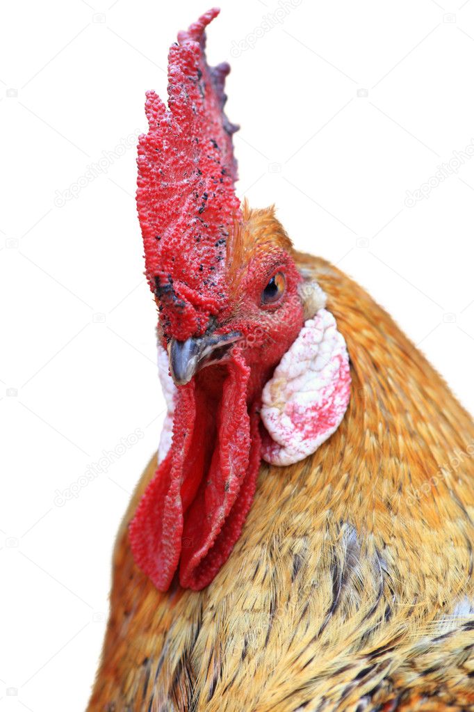Rooster's head isolated on a white background