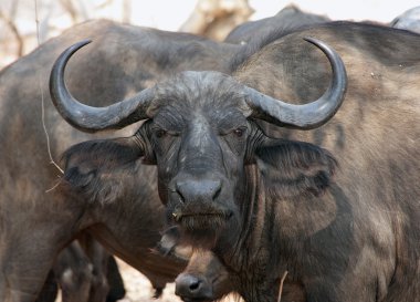 Portrait of African buffalo, Kruger NP clipart