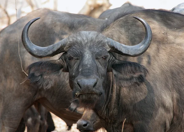 stock image Portrait of African buffalo, Kruger NP