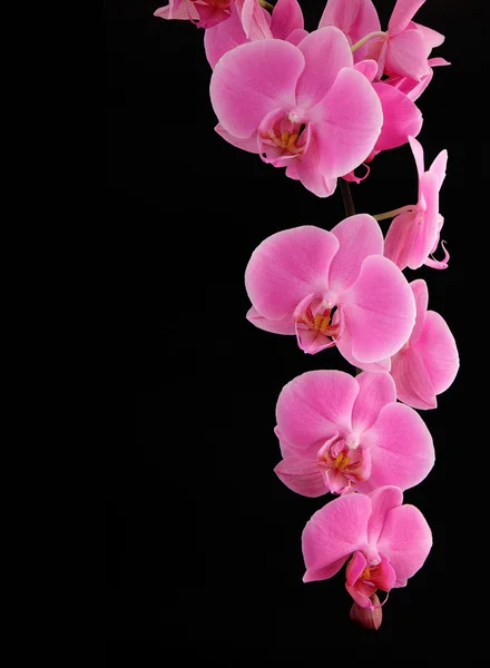 stock image Orchid on a black background