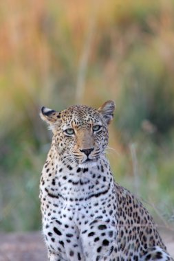 Portrait of leopard clipart