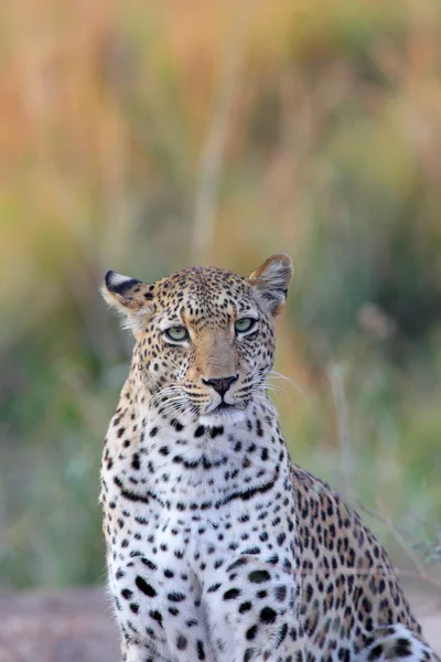 leopar portresi