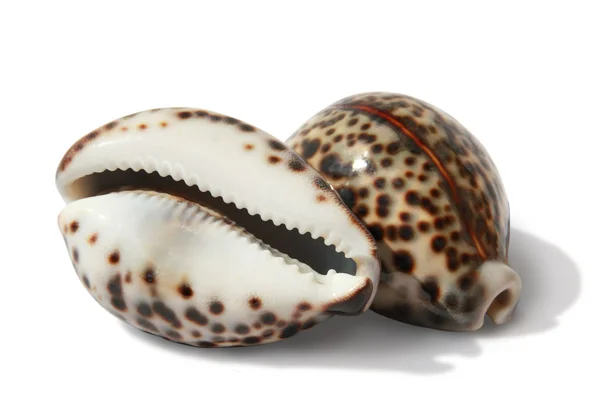 Tengeri kagylókból tigris porceláncsiga — Stock Fotó