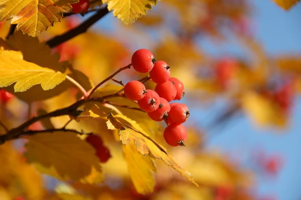 stock image Autumn background