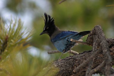 Stellar's jay clipart