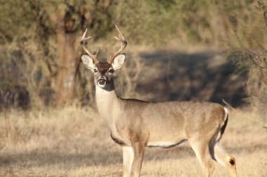 Whitetail