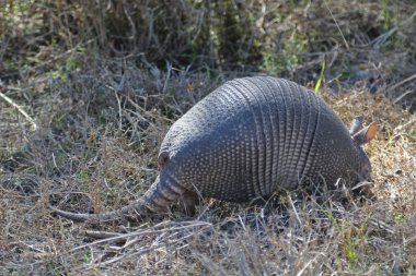 Nine-banded armadillo clipart