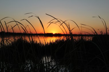 Texas wetlands clipart