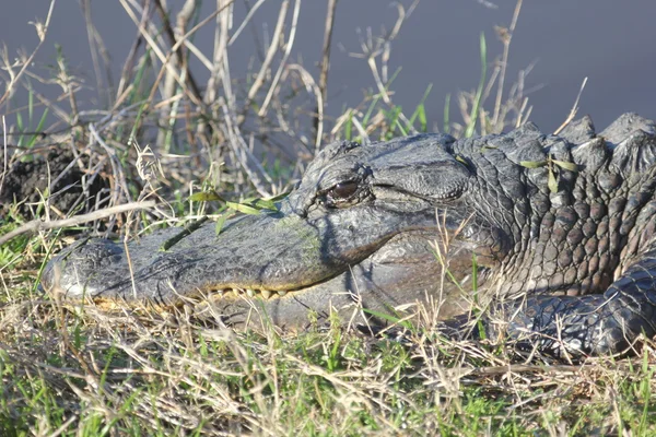 Alligator américain — Photo