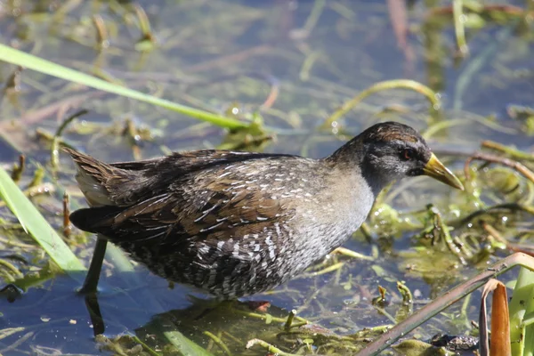 stock image Spotted crake