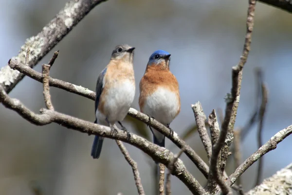 Un par de bluebirds —  Fotos de Stock