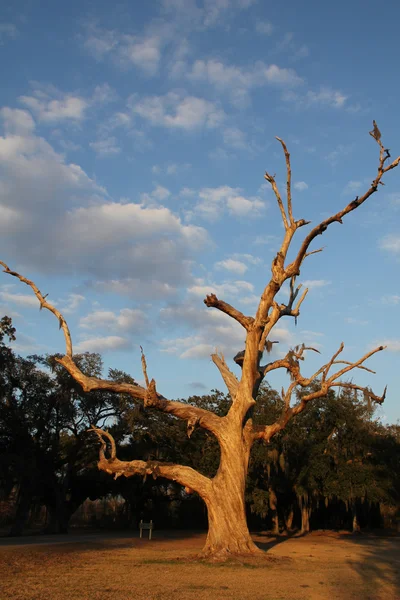 Canlı meşe ağacı — Stok fotoğraf
