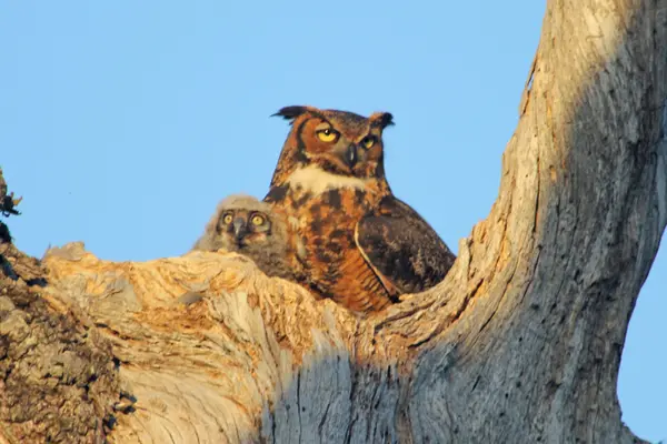 Great horned owl — Stock Photo, Image
