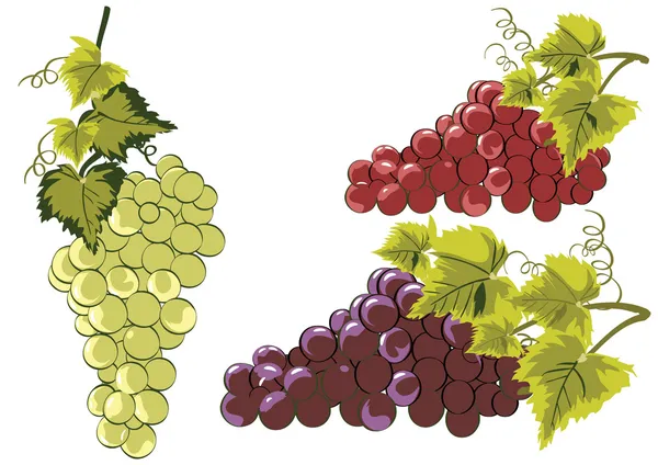 Vector de uvas en vides — Vector de stock
