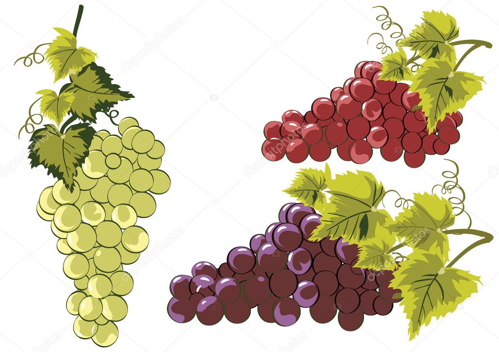 Grapes in vines vector