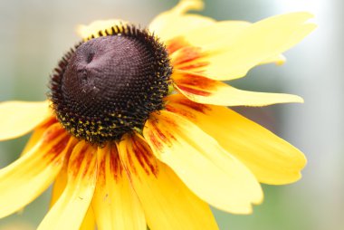 Coneflower