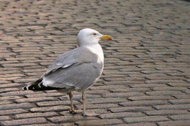 Seagull şehir karayolu üzerinde.