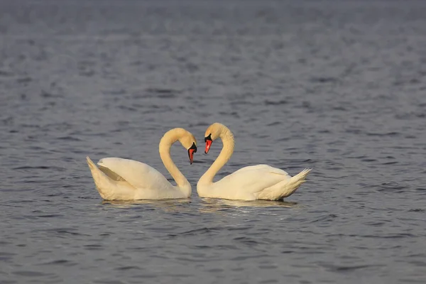 Dos amantes cisnes . — Foto de Stock