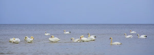 Swans in Baltic sea. — Stock Photo, Image