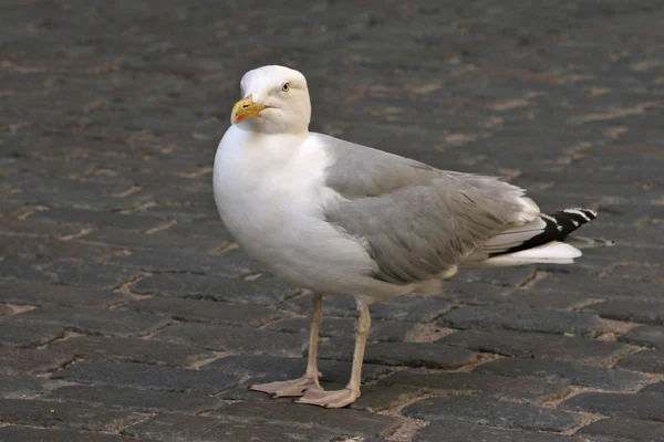 Seagull on roadway in city. — Stock Photo, Image