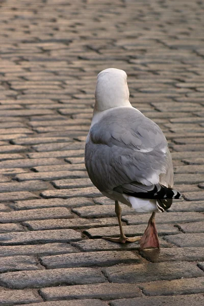 Seagull walk on roadway. — Stock Photo, Image